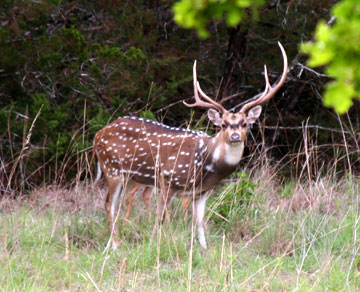 axis deer laity lodge