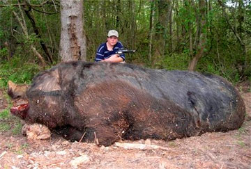 hogzilla giant hog pig