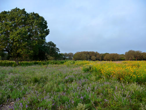 mo ranch meadow