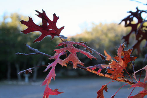 red-leaves-frost-7.jpg