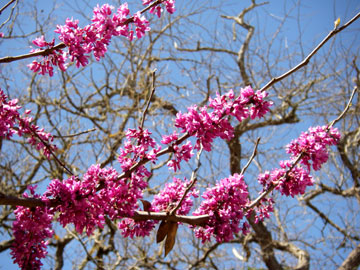 redbud Laity Lodge closeup