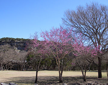 redbud Laity Lodge