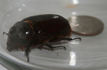 rhinoceros beetle rhino bettle quarter