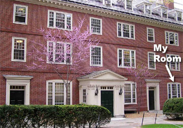 straus harvard redbud trees