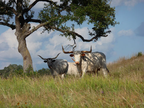 longhorns texas hill country