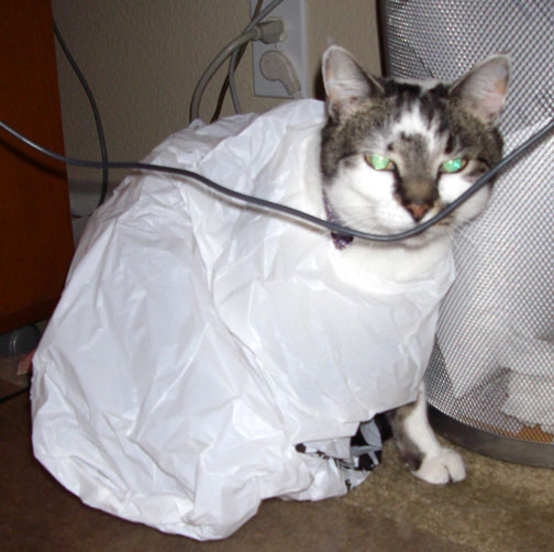 lily cat in a bag