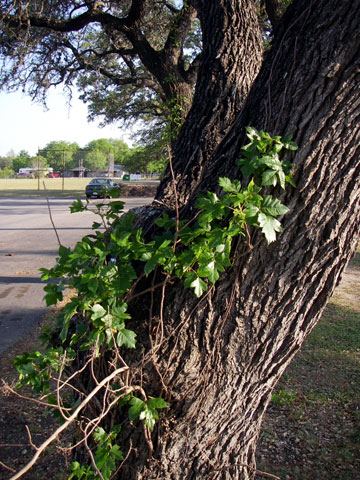 poison ivy tree