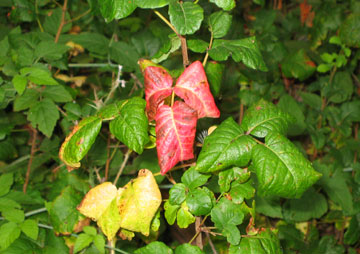 poison oak big sur