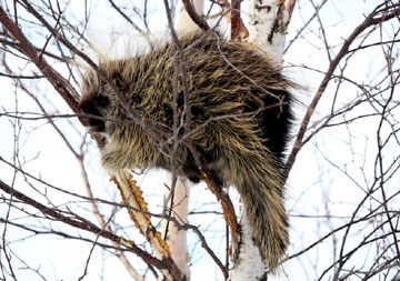 porcupine in tree