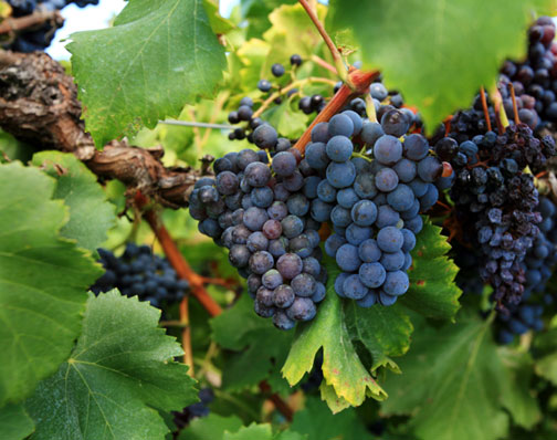 purple-grapes-vine