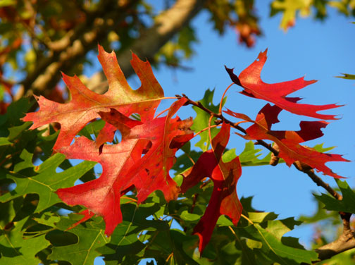 spanish oak red leaves texas hill country