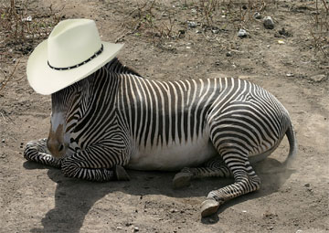 zebra texas hat